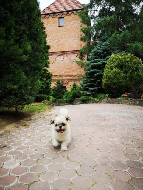 Вілла Zamek Ostrowski Chojnik Екстер'єр фото